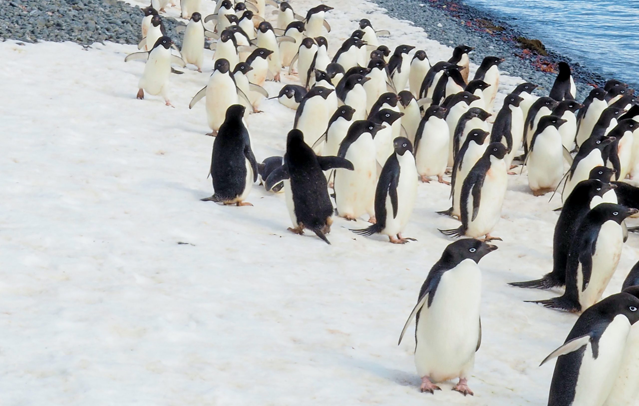 Antarktisz, pingvinek
